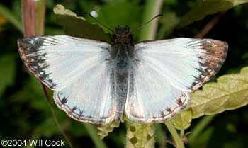 Laviana White-Skipper (Heliopetes laviana)