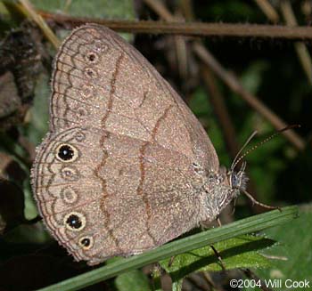 Carolina Satyr (Hermeuptychia sosybius)