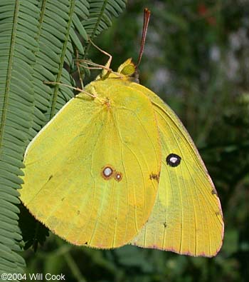 Southern Dogface (Colias cesonia)