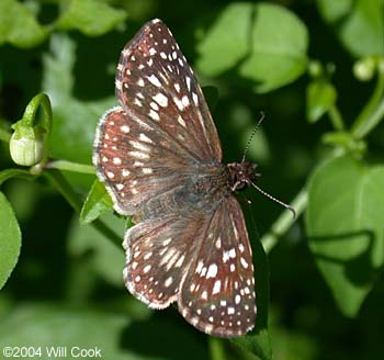 Tropical Checkered-Skipper (Pyrgus oileus)