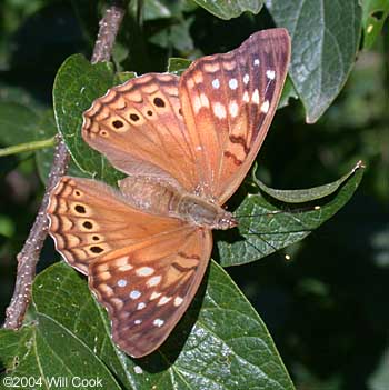 Tawny Emperor (Asterocampa clyton)