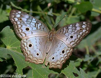 White Peacock (Anartia jatrophae)