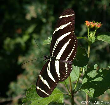 Zebra Heliconian (Heliconius charithonia)