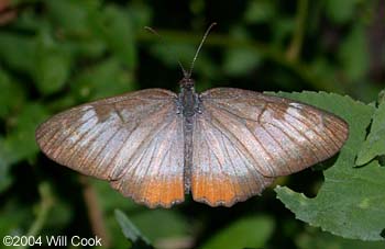 Common Mestra (Mestra amymone)