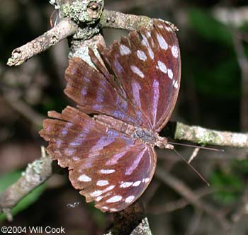 Mexican Bluewing (Myscelia ethusa)