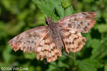 Brown-banded Skipper (Timochares ruptifasciatus)