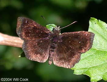 Mazans Scallopwing (Staphylus mazans)