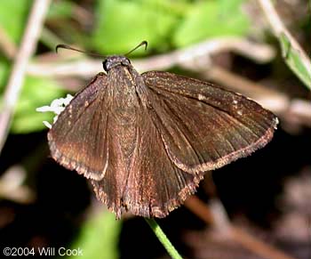 Mimosa Skipper (Cogia calchas)