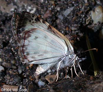 White-patched Skipper (Chiomara asychis)