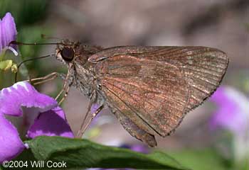 Fawn-spotted Skipper (Cymaenes odilia)