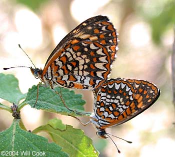 Elada Checkerspot (Microtia/Texola elada)