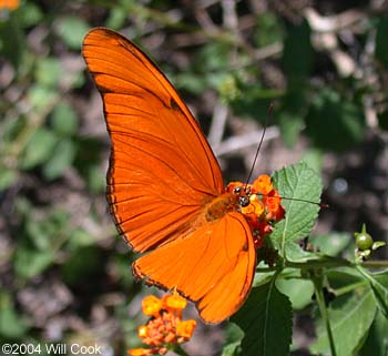 Julia Heliconian (Dryas iulia)