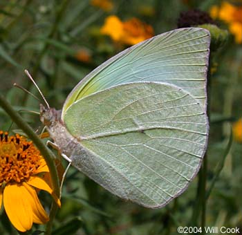 Lyside Sulphur (Kricogonia lyside)