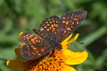 Elada Checkerspot (Microtia/Texola elada)