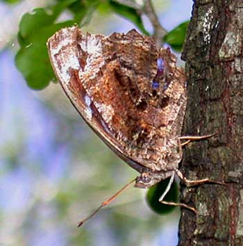 Mexican Bluewing (Myscelia ethusa)