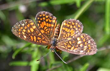 Elada Checkerspot (Microtia/Texola elada)