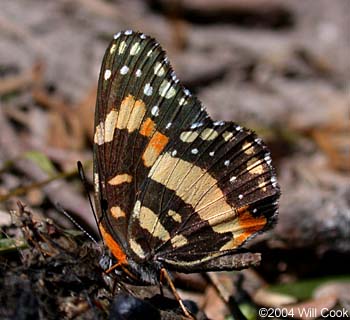 Bordered Patch (Chlosyne lacinia)