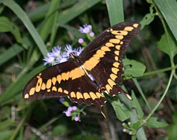 Giant Swallowtail (Papilio cresphontes)