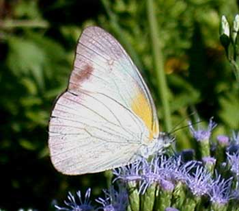 Florida White (Appias drusilla)