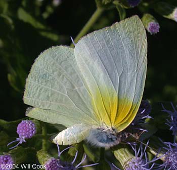 Lyside Sulphur (Kricogonia lyside)