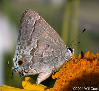 Lacey's Scrub-Hairstreak (Strymon alea)