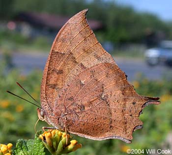 Tropical Leafwing (Anaea aidea)