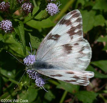 Checkered White (Pontia protodice)