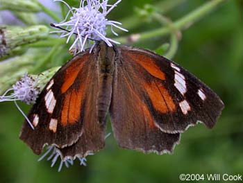 American Snout (Libytheana carinenta)