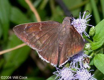 Coyote Cloudywing (Achalarus toxeus)