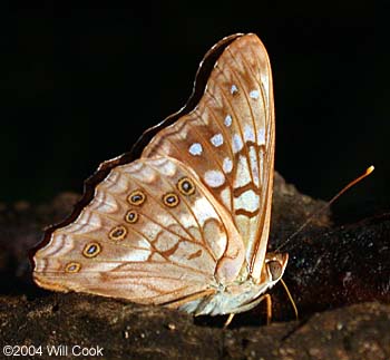 Empress Louisa (Asterocampa clyton louisa)