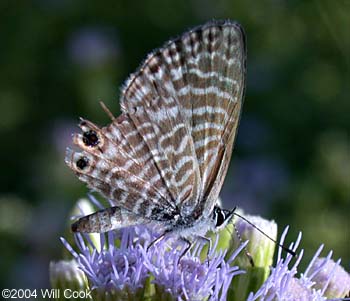 Marine Blue (Leptotes marina)