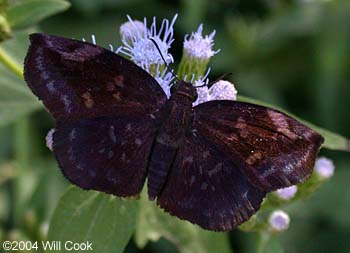 Northern Sicklewing (Eantis tamenund)