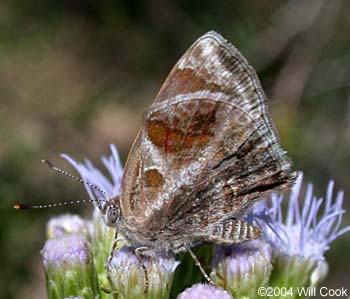 Lantana Scrub-Hairstreak (Strymon bazochii)