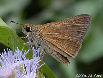 Julia's Skipper (Nastra julia)