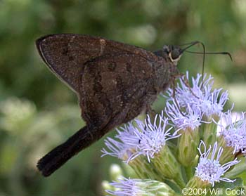 Brown Longtail (Urbanus procne)