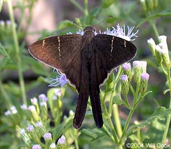 Brown Longtail (Urbanus procne)