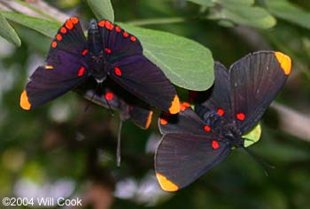 Red-bordered Pixie (Melanis pixe)