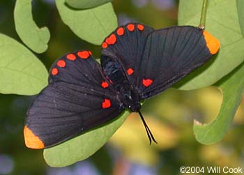 Red-bordered Pixie (Melanis pixe)