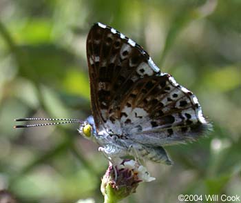 Blue Metalmark (Lasaia sula)