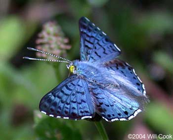 Blue Metalmark (Lasaia sula)