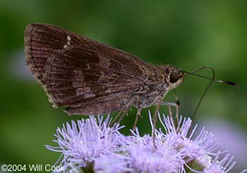 Fawn-spotted Skipper (Cymaenes odilia)