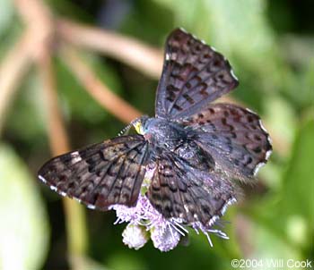 Blue Metalmark (Lasaia sula)