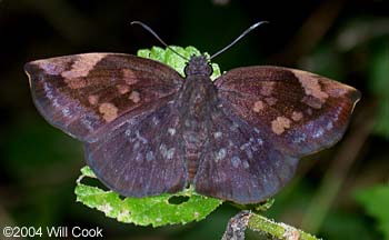 Northern Sicklewing (Eantis tamenund)