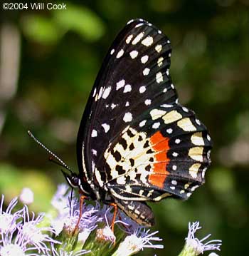 Crimson Patch (Chlosyne janais)