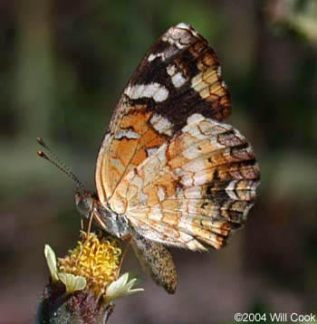 Pale-banded Crescent (Phyciodes tulcis)