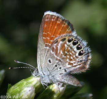 Western Pygmy-Blue (Brephidium exile)