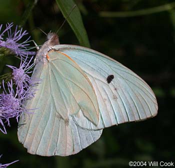 Giant White (Ganyra josephina)