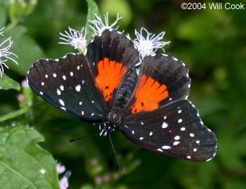 Crimson Patch (Chlosyne janais)