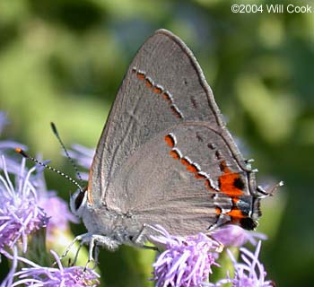 Gray Hairstreak (Strymon melinus)