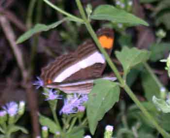 Band-celled Sister (Adelpha fessonia)